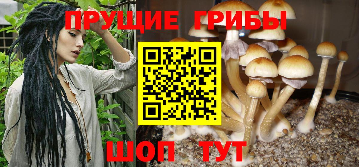 Галлюциногенные грибы MAGIC MUSHROOMS  Вход с VPN  Киселёвск 